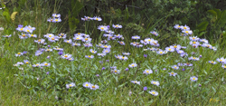 Purple Wild Flowers3829